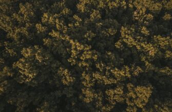 claim dot airdrop on polygon