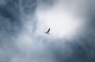 earn ethereum airdrop on optimism