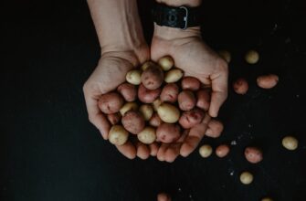 farm cardano on compound beginner