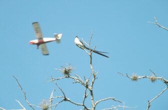 free btc airdrop in south africa