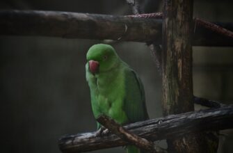 free pepe airdrop in south africa