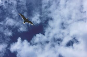 free solana airdrop in philippines