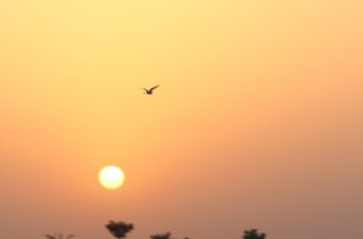 free sui airdrop in india