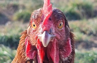 p2p turkey