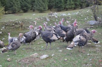 p2p usdt turkey 1