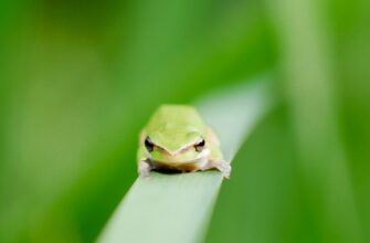 receive pepe airdrop on layerzero