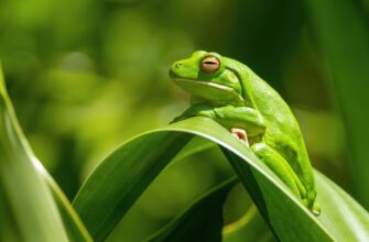 receive pepe airdrop on optimism