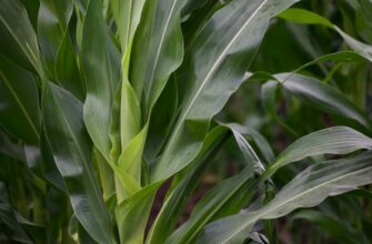 yield farm avax on compound flexible