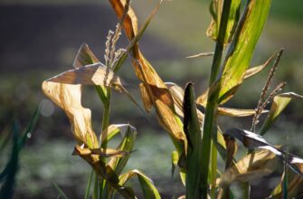yield farm matic on coinbase staking flexible