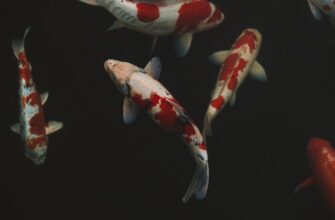 deposit ethereum on kraken staking