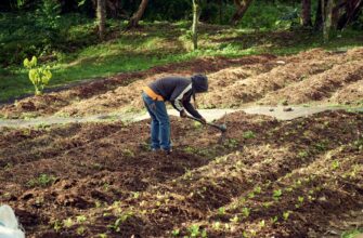 farm solana on compound beginner