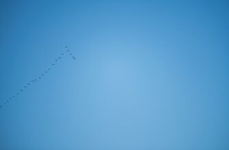 free btc airdrop on bybit