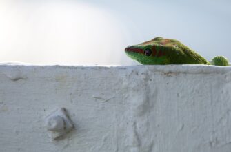 how to claim pepe airdrop tutorial
