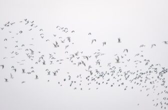 how to earn solana airdrop massive