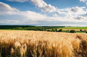 how to report defi yield in france