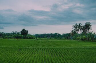 how to report defi yield in indonesia