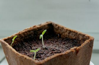 is it safe to backup seed phrase anonymously