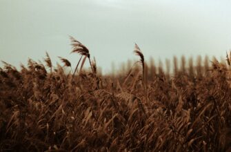is it safe to secure seed phrase anonymously