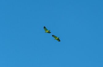 receive pepe airdrop on blast