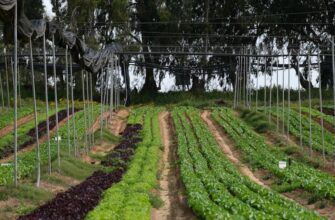 yield farm bnb on lido finance beginner
