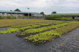 yield farm dai on rocket pool beginner