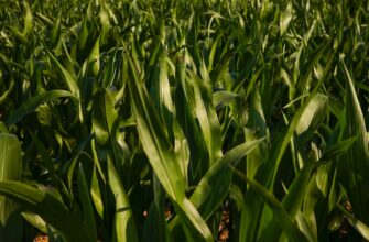 yield farm dot on kraken staking low risk