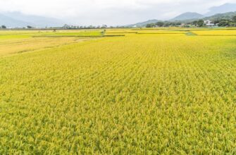 yield farm sol on binance earn low risk