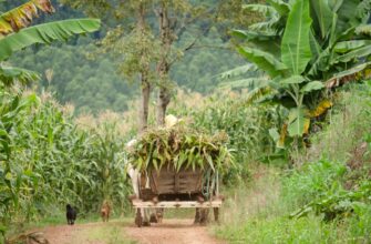 yield farm solana on yearn finance
