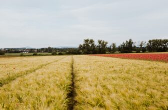 yield farm usdt guide