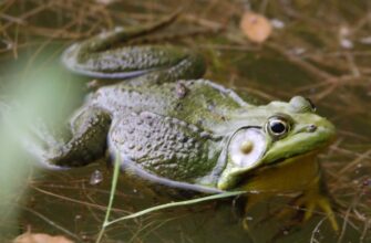 claim pepe airdrop on layerzero