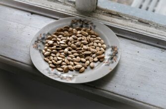 is it safe to backup seed phrase air gapped