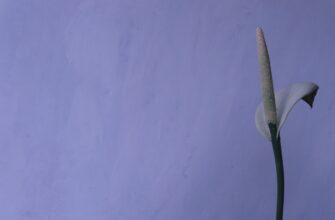 qualify for matic airdrop on core dao