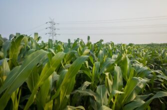 yield farm cardano on coinbase staking in 2025