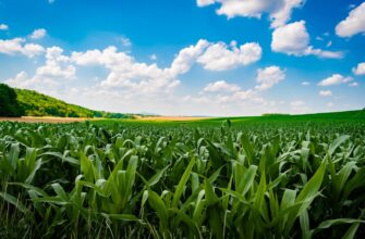 yield farm usdt on beefy finance guide